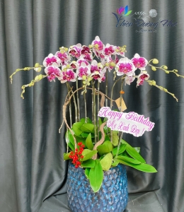 Chậu lan hồ điệp- Đột Biến