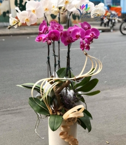 Lan hồ điệp - Tinh tế 03