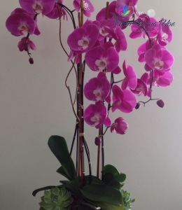 Hoa lụa cao cấp - TĐH 04