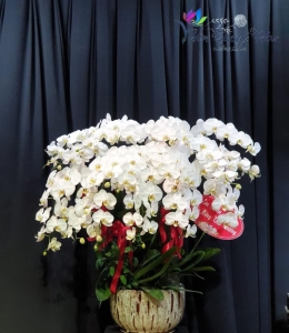 Chậu lan hồ điệp - Tinh tế 01