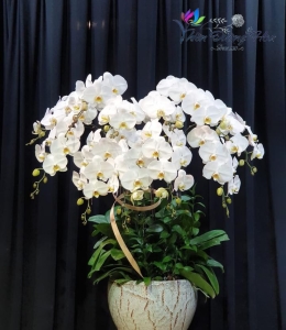 Hoa lan hồ điệp - Uyên ương Trắng V3 02