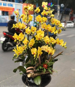 Chậu lan vàng Tài Lộc