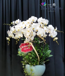 Lan hồ điệp Trắng- V3