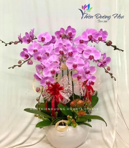 Hoa lan hồ điệp hồng  HH1372