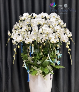 Lan Hồ Điệp TĐH 04