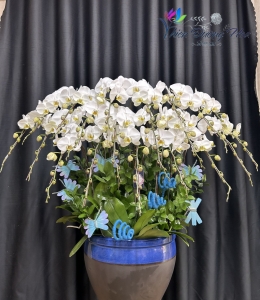 Lan Hồ Điệp TĐH 06