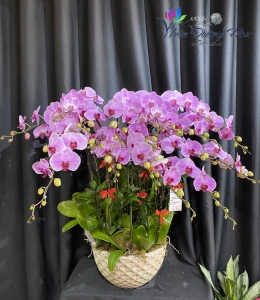 Lan Hồ Điệp - Màu hồng Đột Biến 01