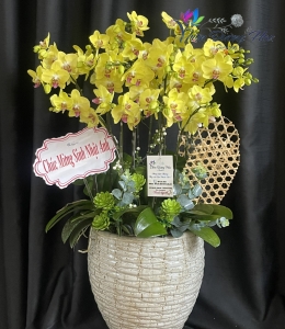 Chậu lan- Vàng 2035 2 Vòi