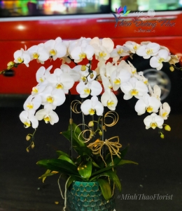 Lan hồ điệp - Tinh tế 04