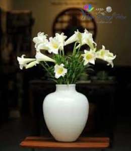 Hoa loa kèn- Sức sống 01