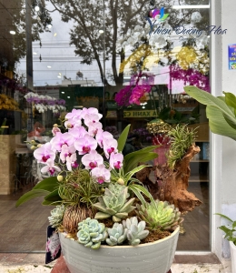 Lan Hồ Điệp TĐH 11