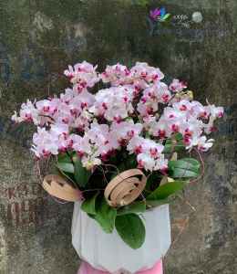 Lan mini - Song hỷ 003