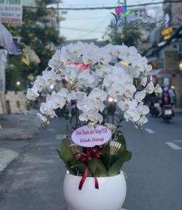 Hoa lan hồ điệp - Uyên ương Trắng V3
