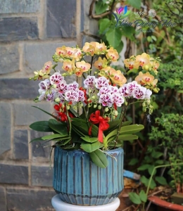 Lan Mini- Song hỷ 001