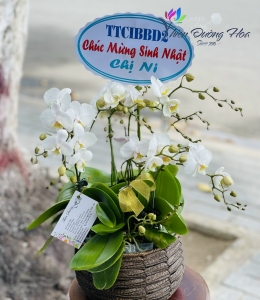 Hoa lan mini - Ama Trắng TĐH 02