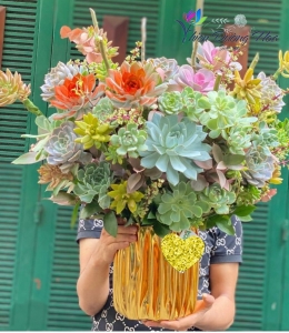 Bình hoa sen đá 02