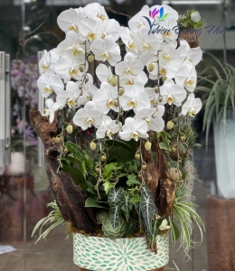 Lan Hồ Điệp TĐH 07