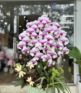 Lan Hồ Điệp TĐH 05