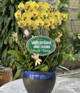 Lan Hồ Điệp TĐH 09