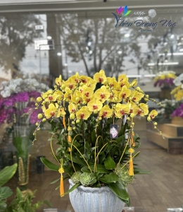 Lan Hồ Điệp TĐH 13