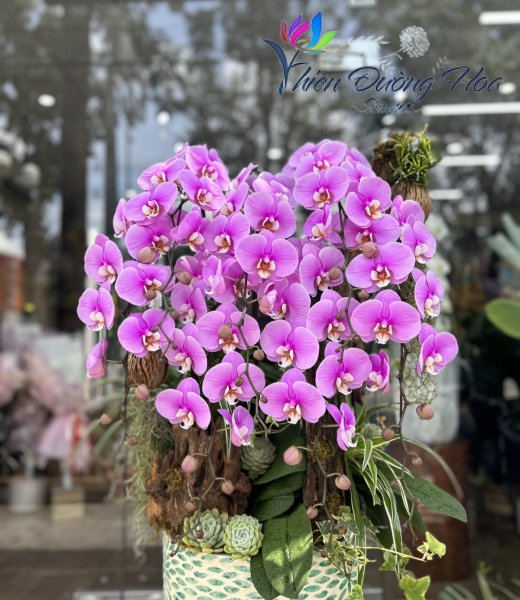 Lan Hồ Điệp TĐH 01