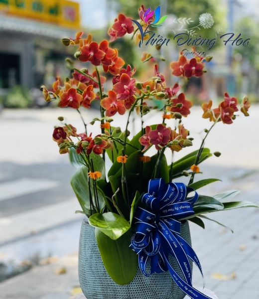 Chậu mini - Cam thiên hoàng