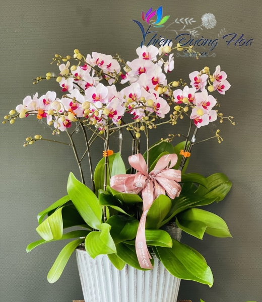 Chậu lan mini- 001