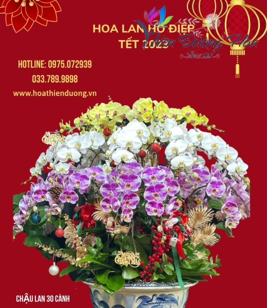 Chậu Vip Tam Sắc