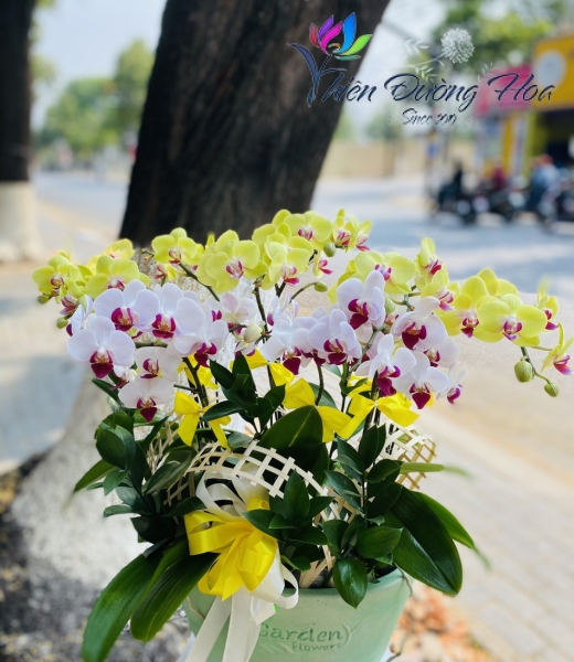 Chậu lan mini- tươi sáng 015