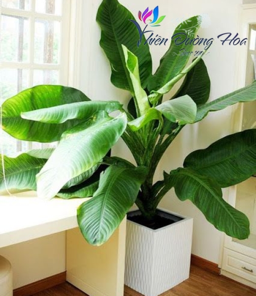 Cây đại phú gia - Tài Lộc 01