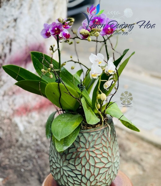 Chậu lan mini - 02