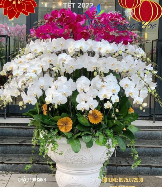 Chậu Siêu Vip 2023