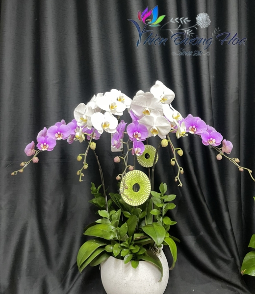 Chậu hoa lan 5 cành