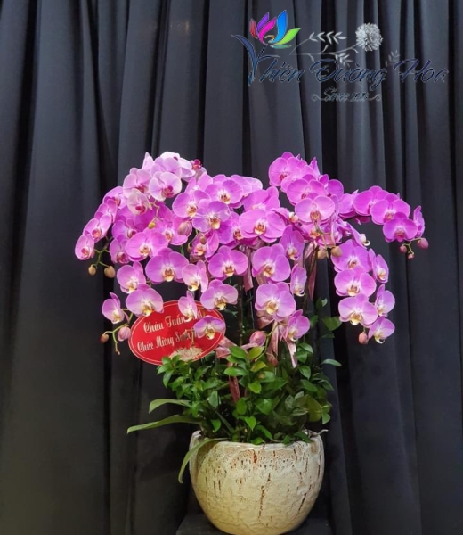 Chậu lan hồ điệp - Thịnh Vượng 02