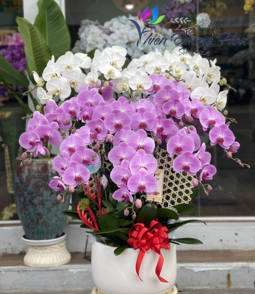 Hồng Khởi Sắc 243