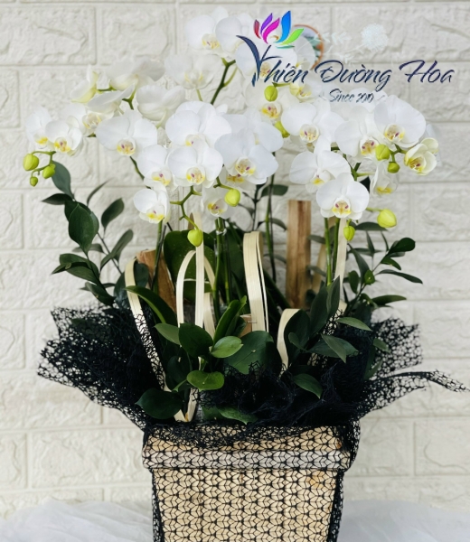 Hộp gỗ - Lan mini Trắng Ama