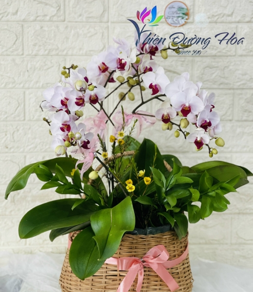 Siêu dễ thương- 003