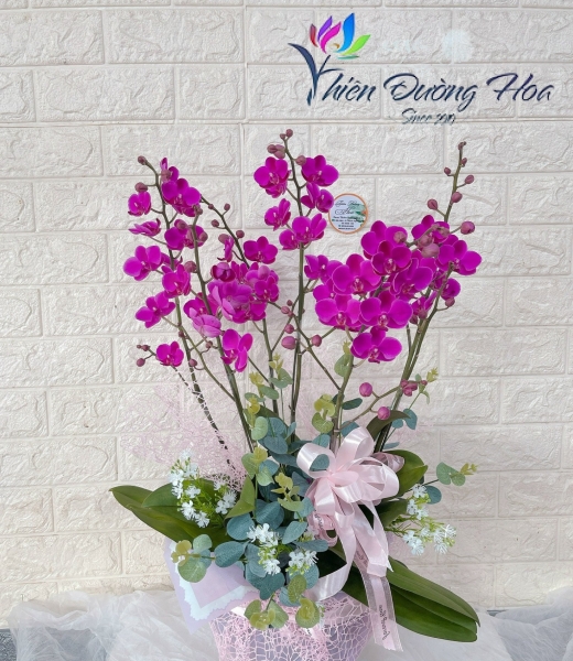 Mini mãn thiên hồng