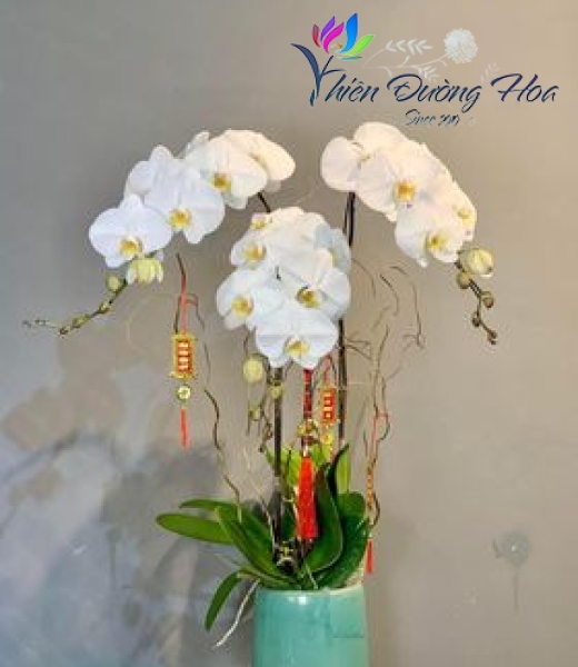 Lan hồ điệp Trắng- V3