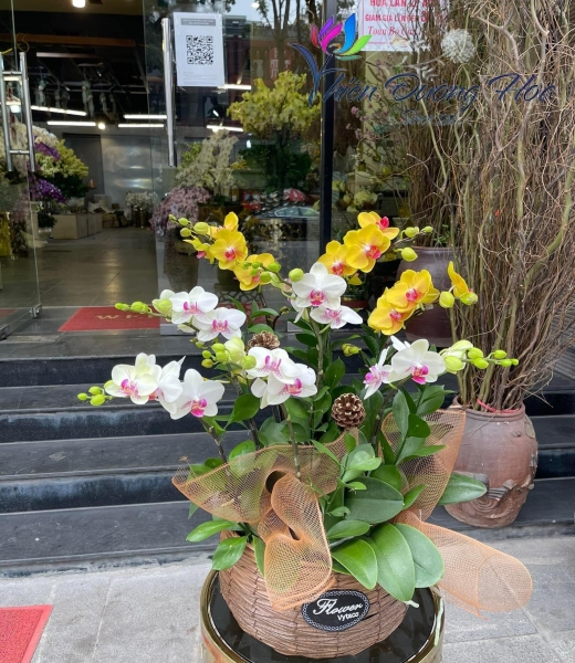 giỏ lan mini - song sắc