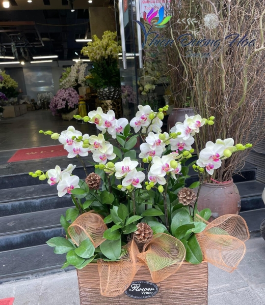 Giỏ lan mini- Trắng nhụy hồng