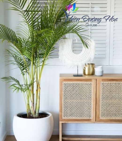 Cây cây trang trí