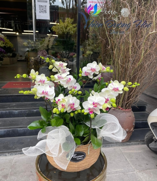 Giỏ lan tuyệt sắc 04