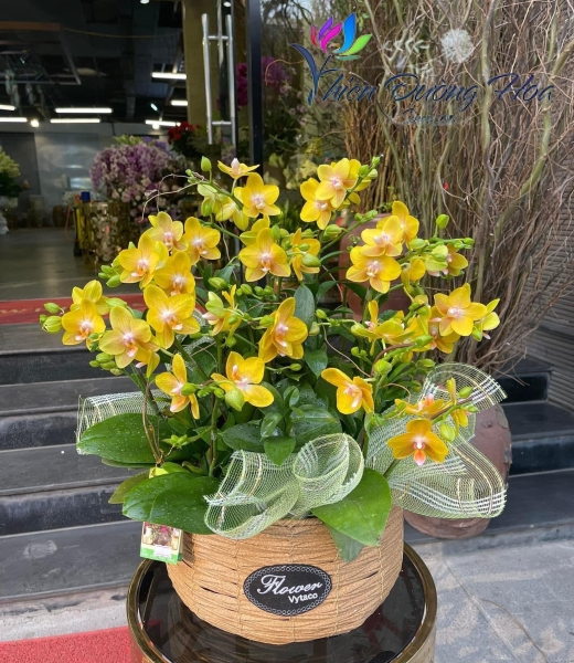 Giỏ lan vàng mini- Sang trọng