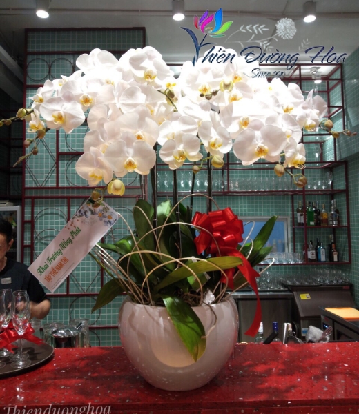 Hoa lan hồ điệp - Uyên ương Trắng V3 03