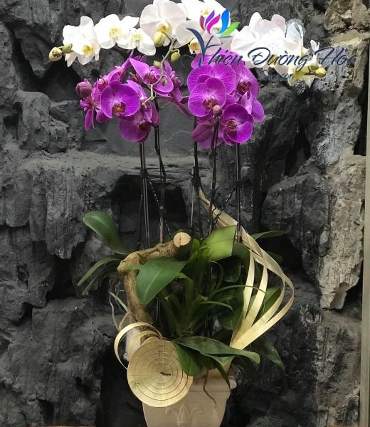 Lan hồ điệp - Tinh tế 02