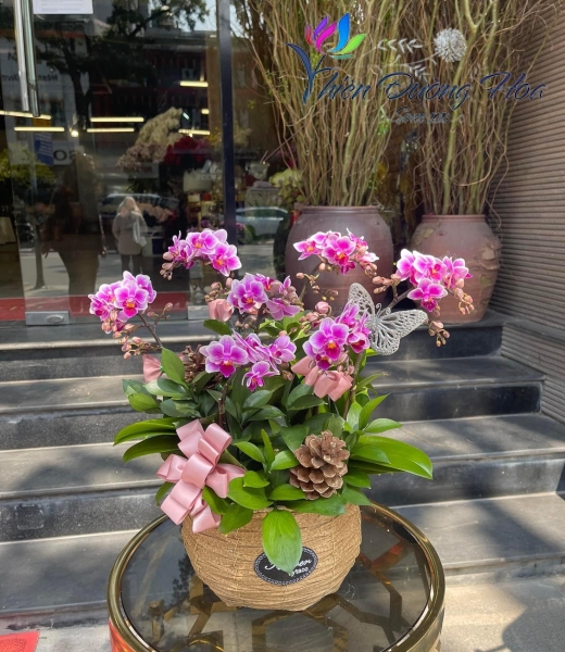 Giỏ lan lung linh 06