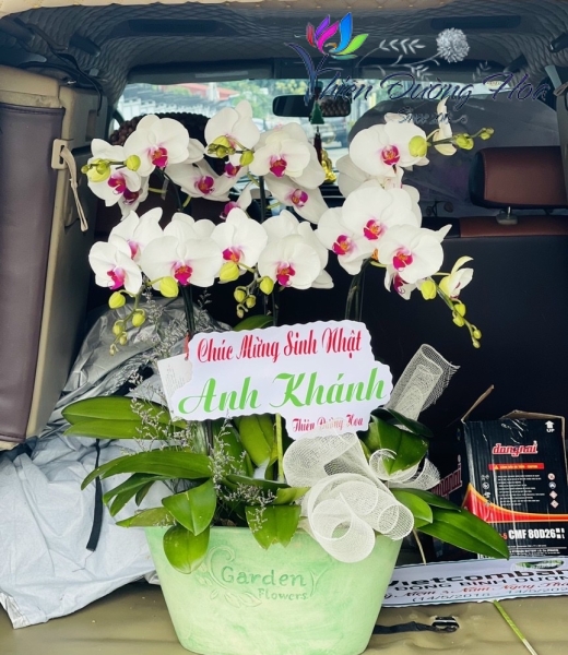 Chậu lan trắng lưỡi đỏ- Tinh tế 01