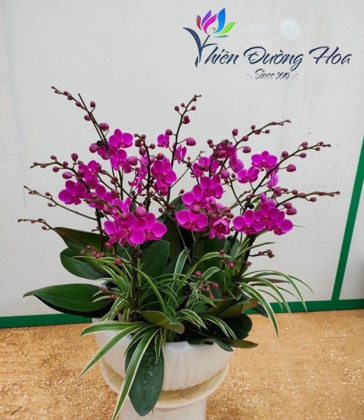 Chậu mini- Mãn thiên hồng