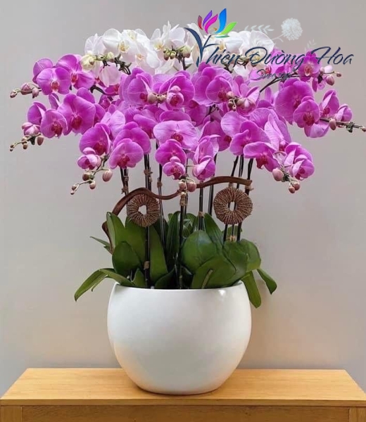 Chậu lan hồ điệp- Hiện đại